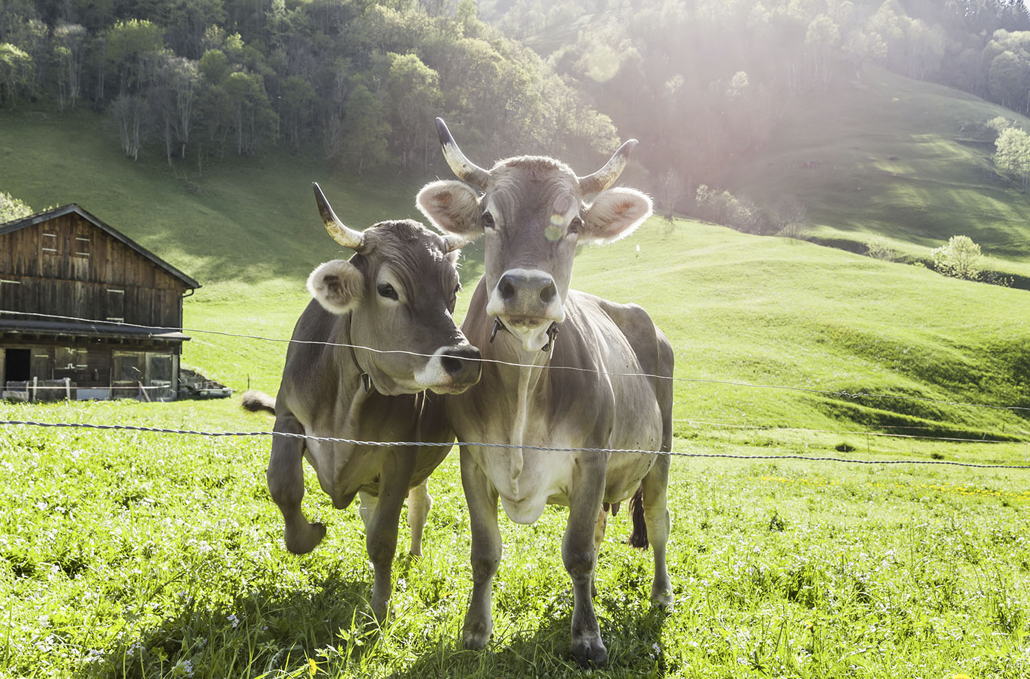 Bio Erdgas Co2 Neutral bei GEO Energie Ostalb